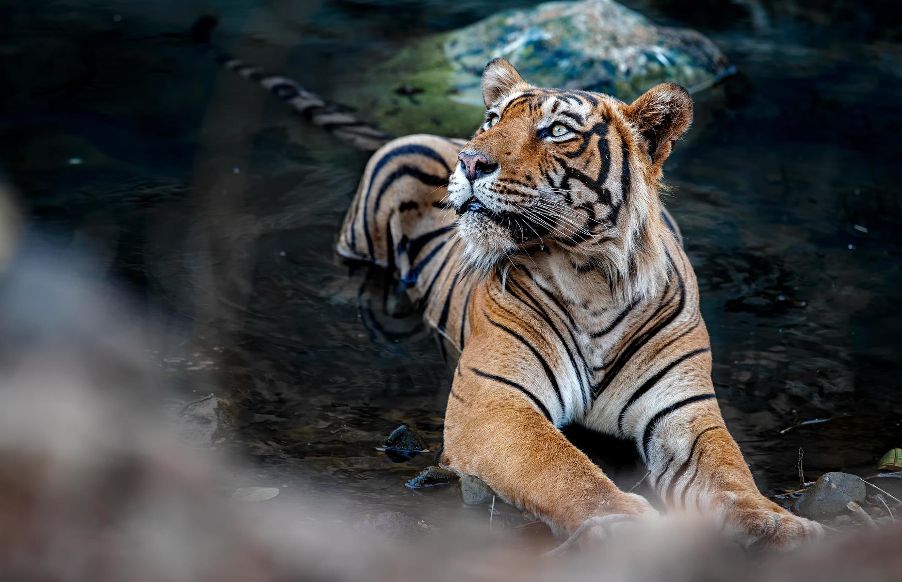 <p>India’s tiger population has increased by 200 specimens in the last four years, bringing the animal back from the brink of extinction. Conservation-focused trips with tour operators such as <a href="https://www.steppestravel.com/holiday-types/wildlife/big-cats/tiger-safaris/">Steppes</a> allow you to observe the predators, set camera traps and learn tracking skills.</p>  <p><a href="https://www.loveexploring.com/gallerylist/154853/these-iconic-animals-were-extinct-then-conservationists-brought-them-back"><strong>Now discover the animals that were almost extinct – before conservationists brought them back</strong></a></p>