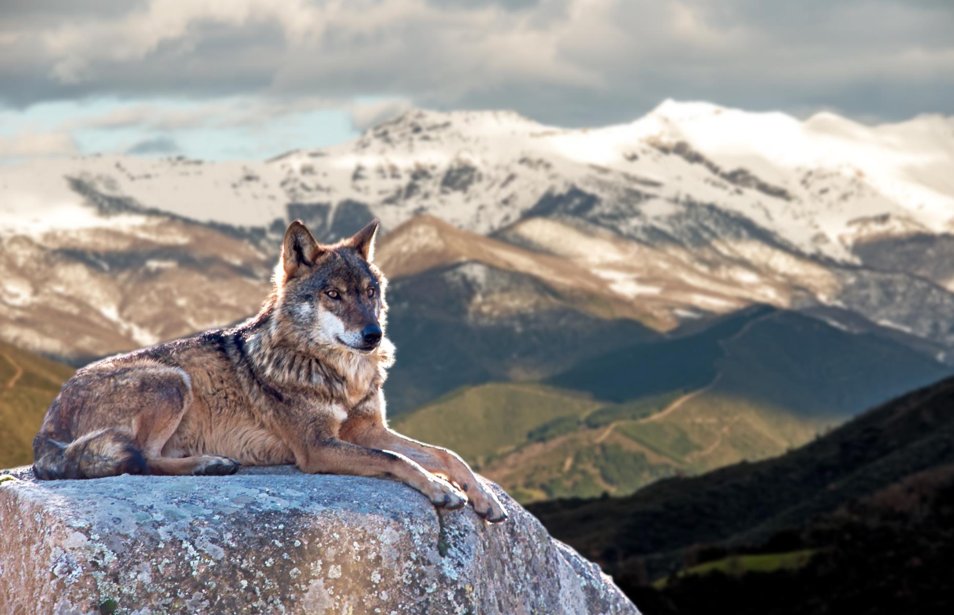 <p><a href="https://www.naturetrek.co.uk/tours/wolf-watching-in-spain">Naturetrek</a> has built up a detailed knowledge of wolf-watching in the area and offers wildlife enthusiasts a great chance of sighting wolves in Europe. Its tours – which take place largely on foot – include accommodation in beautiful local farmhouses and also give guests a chance to spot rare wildcats, curmudgeonly wild boar and mighty Cantabrian brown bears.</p>