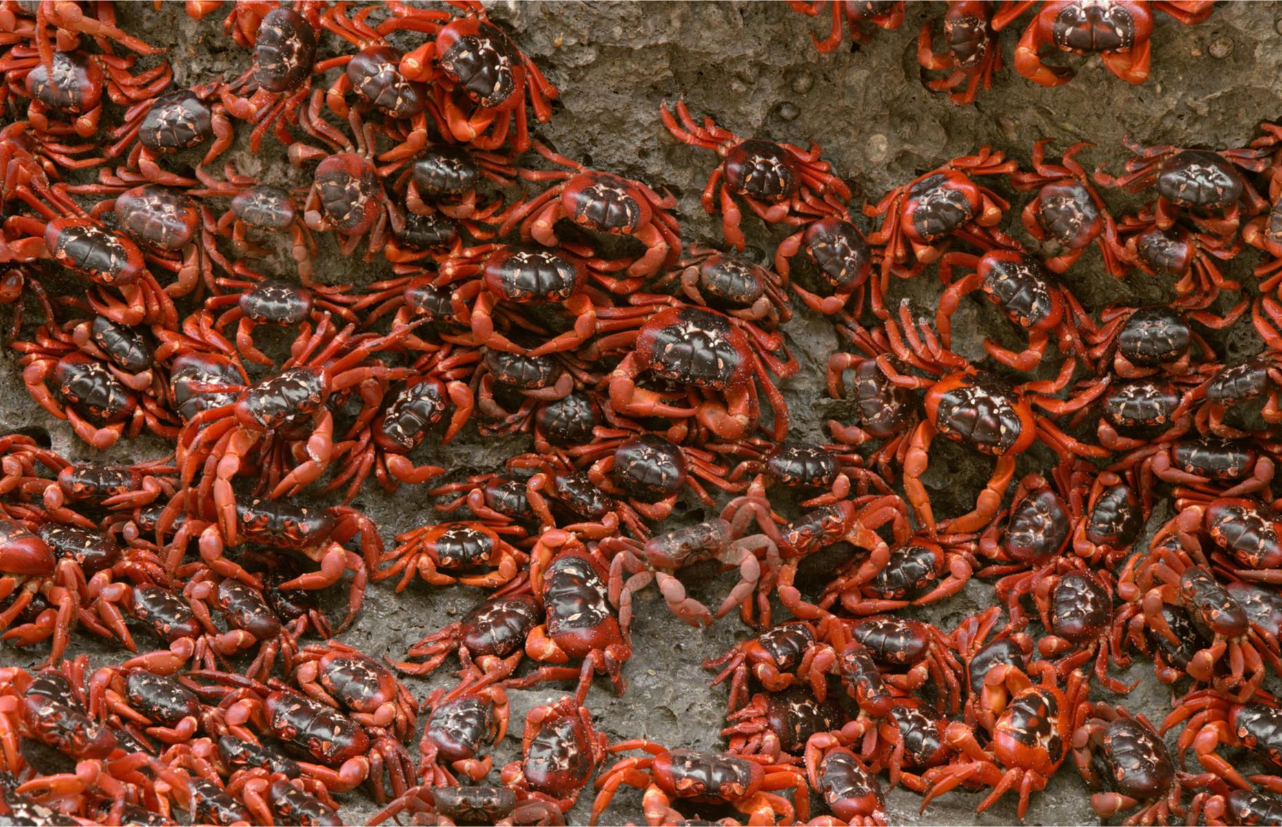 <p>As the humidity rises and the wet season arrives on Australia’s far-flung Christmas Island (usually in October or November), tens of millions of red crabs begin their colossal migration from coast to coast in order to breed and spawn. </p>