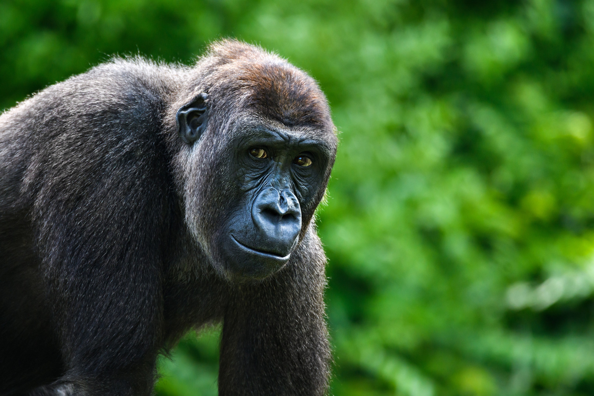 Heroic pets: Animals who saved the day