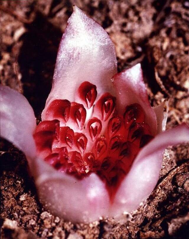<p>The western underground orchid is native to western Australia and its name implies that it blooms and lives completely underground. Sadly, this flower is critically endangered and on its way to extinction. There are less than 50 of them alive today.</p> <p>The first western underground orchid was first discovered in 1928 when a gardener named Jack Trott found one in his wheatbelt. It created so much excitement that a wax model of the flower toured around the British Isles.</p>