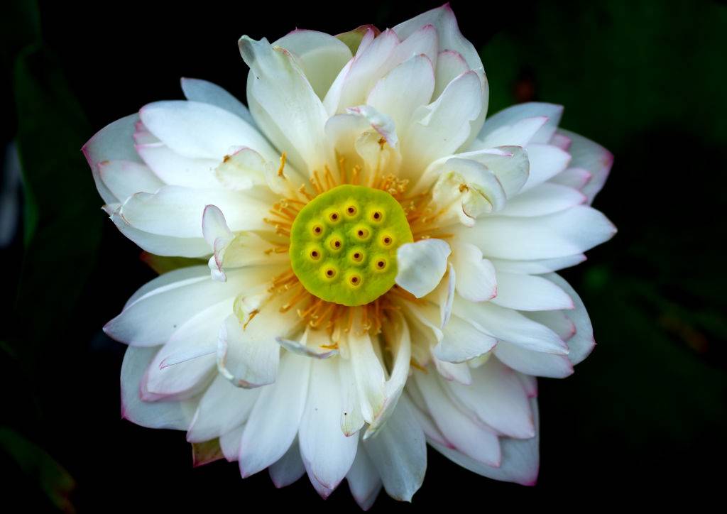 <p>Lotus flowers are often referred to as water lilies because they are an aquatic species. Most of the lotus flowers around today originated from seeds that came from a northeastern China lakebed over 1,300 years ago.</p> <p>Most people who've looked at lotus flowers in person have mainly seen pink varieties because the white ones are extremely rare. Those looking for a white lotus should go to India, Sri Lanka, New Guinea, and eastern Australia. It's also the national flower of India.</p>