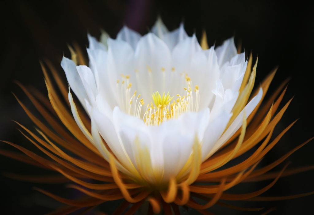 <p>The night-blooming cereus is rarely seen throughout the world because it only blooms for one night a year. It also goes by the name of "queen of the night" and gives off a sweet vanilla fragrance.</p> <p>Some cultures also use night-blooming cereus in their cuisine. For example, it is a common ingredient found in a Cantonese slow-simmered soup. A few varieties of this flower produce fruits, which can be found in Australia, the Philippines, Vietnam, Taiwan, and Hawaii.</p>