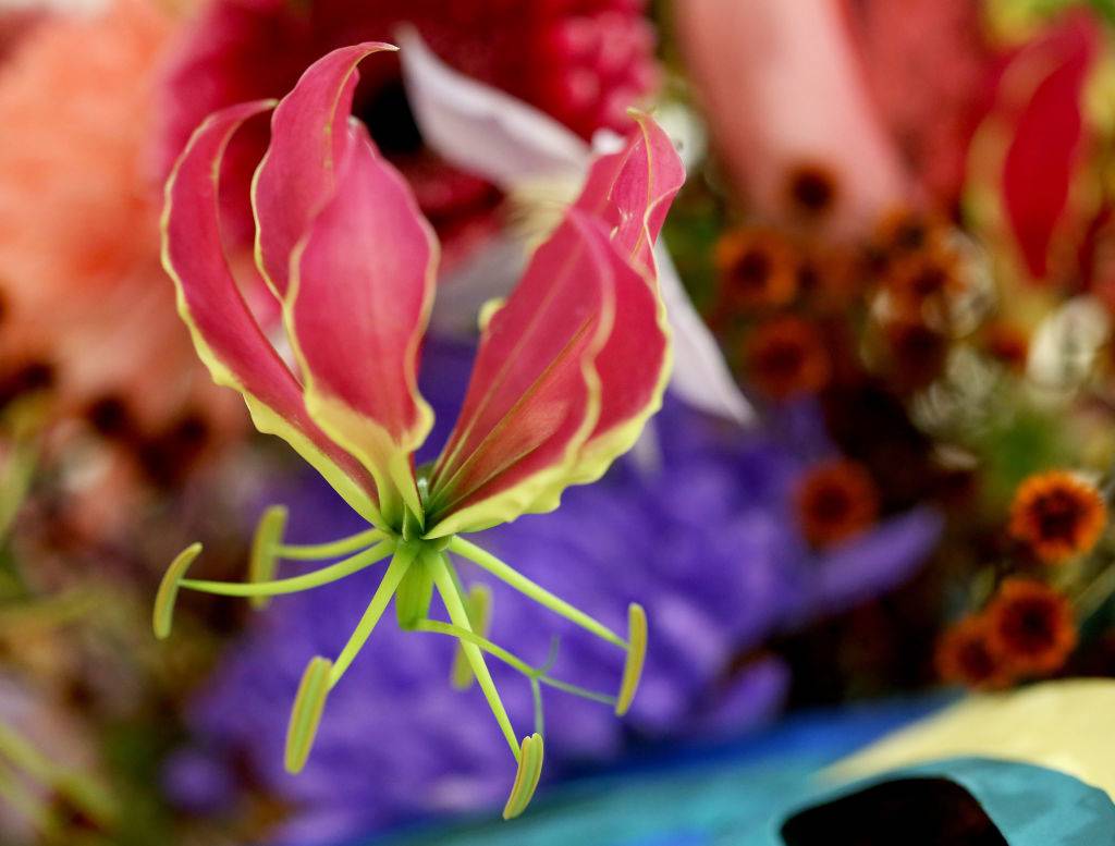 Stunning Photos Of The Rarest Flowers On Earth