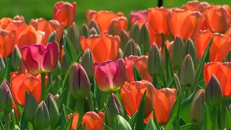 Nominations open for Albany’s 2025 Tulip Queen