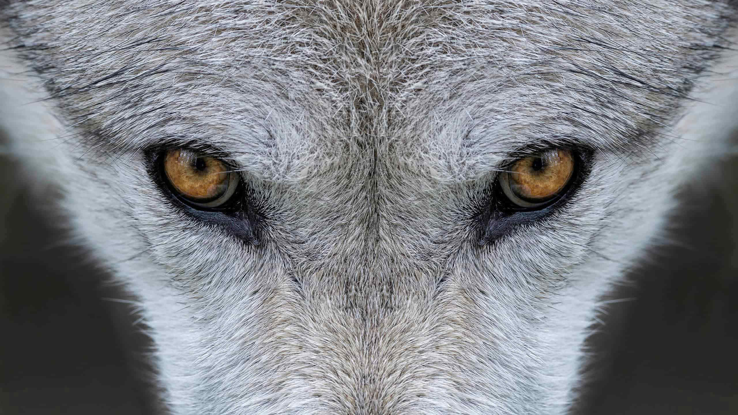 Какого цвета глаза у волка фото Какого цвета глаза у волка фото