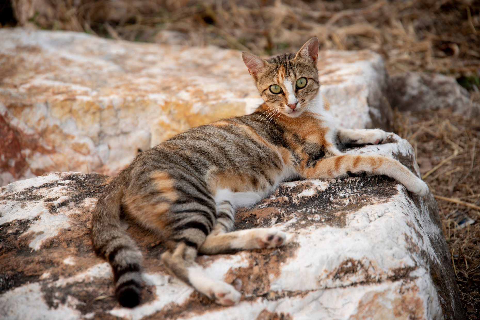 20 of the most unusual cat breeds