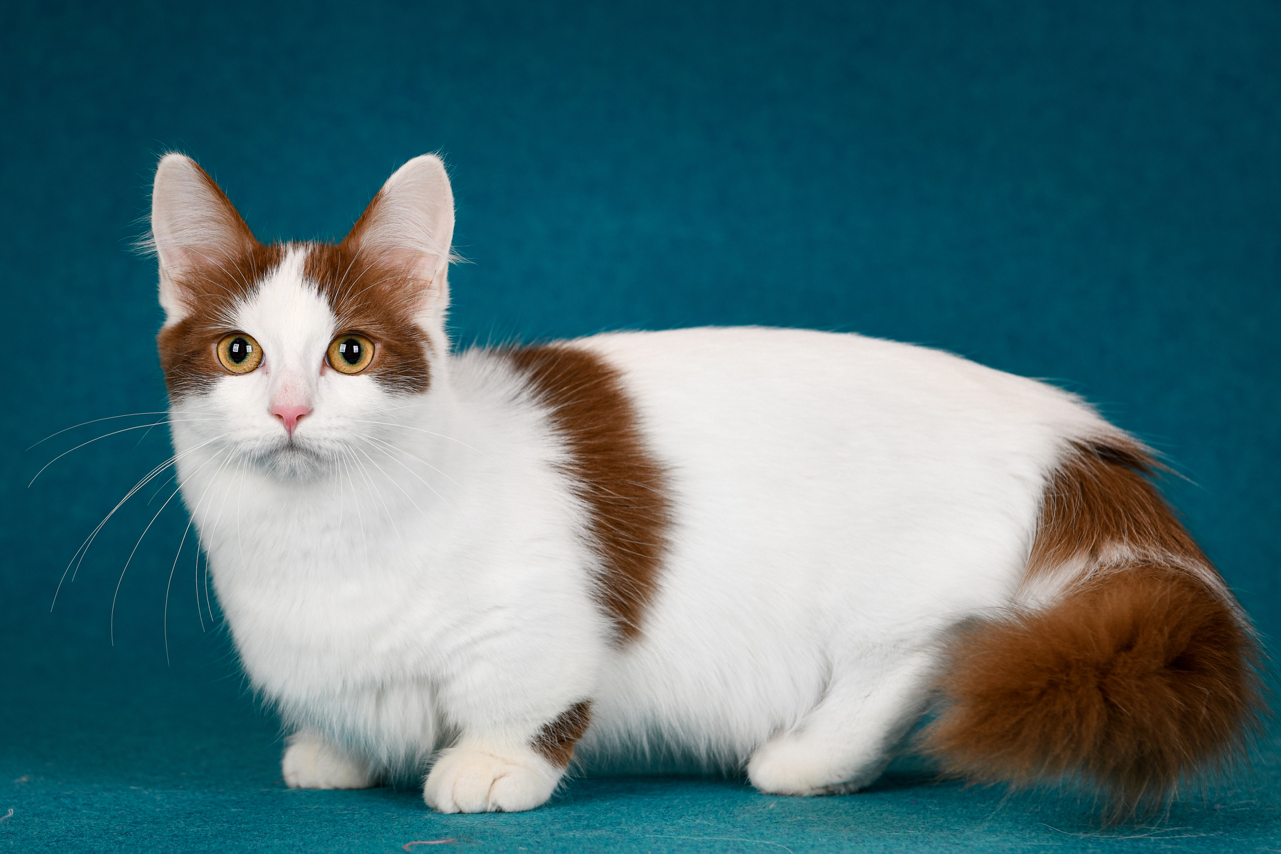 20 Of The Most Unusual Cat Breeds