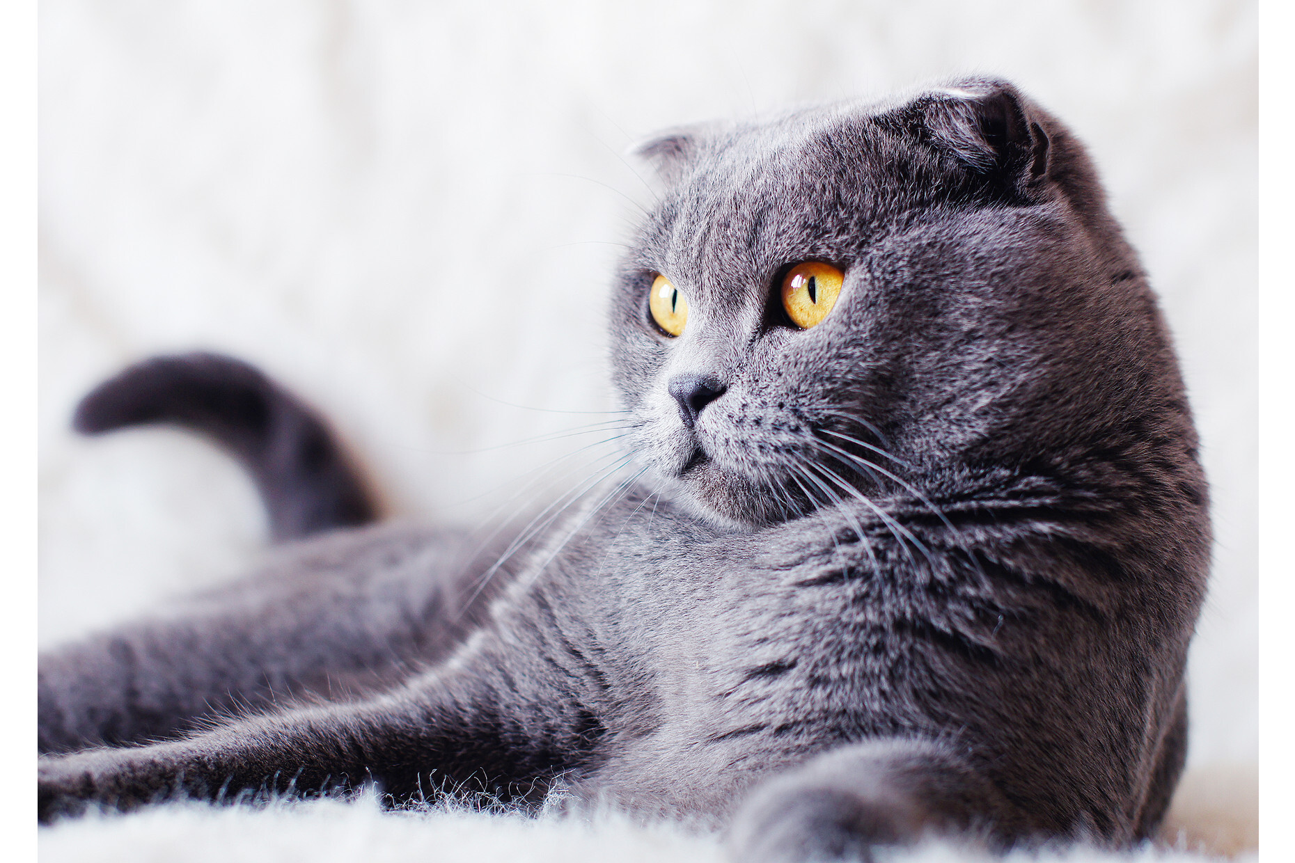 The 20 most unusual cat breeds