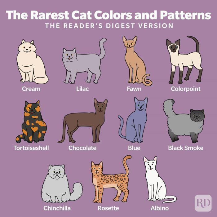 These Are the 11 Rarest Cat Colors and Patterns