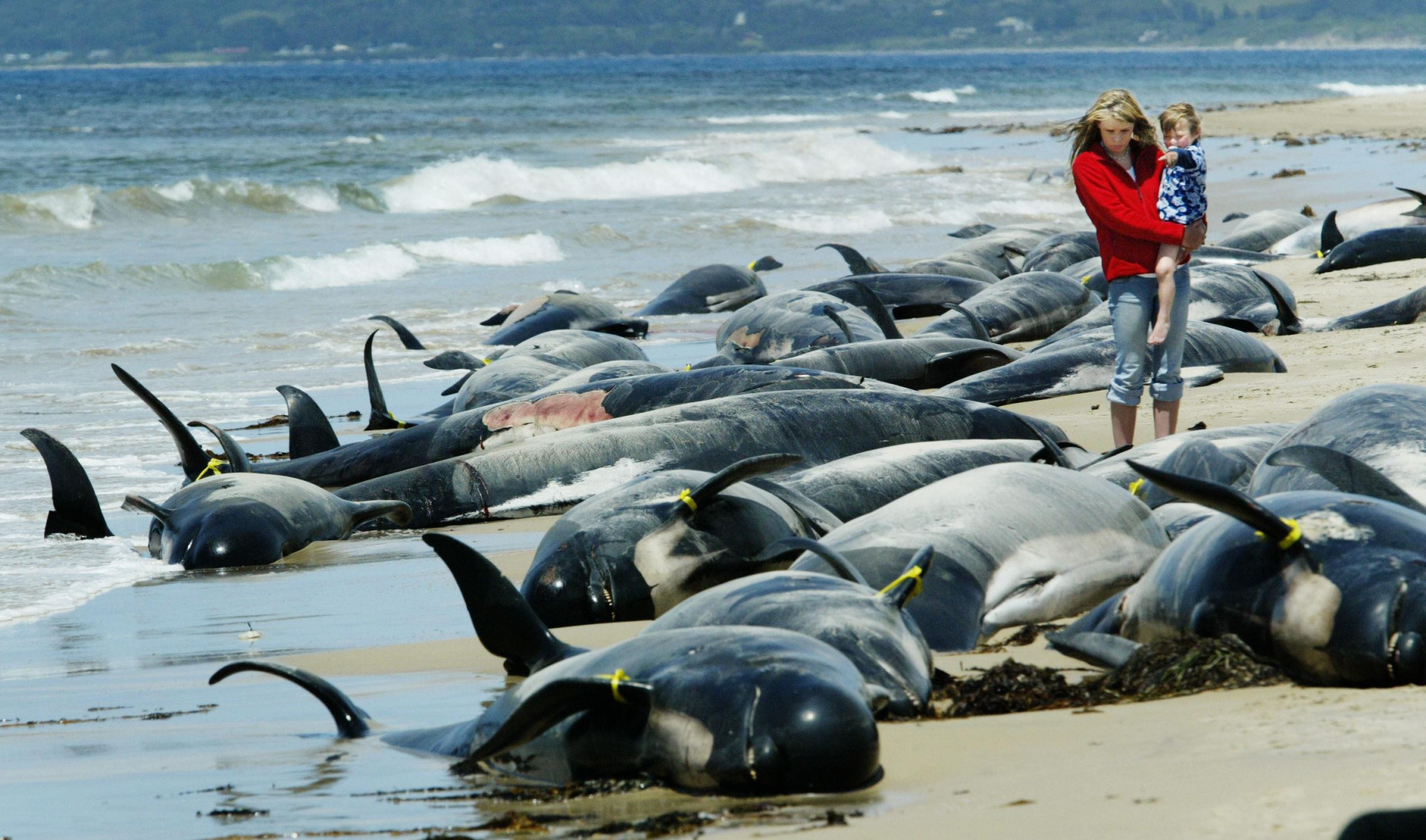 Почему дельфинов выбрасывает на берег. Массовое выбрасывание китов на берег. Гринды выбросились на берег. Киты выбросились на берег 2022. Дельфины выбрасываются на берег.