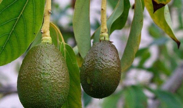 Comer palta todos los días mejora la esperanza de vida y puede evitar enfermedades crónicas