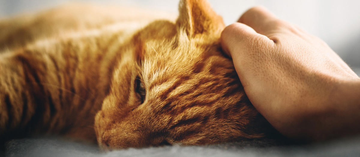 ¿por qué los gatos se alejan o se van a morir lejos de su casa?