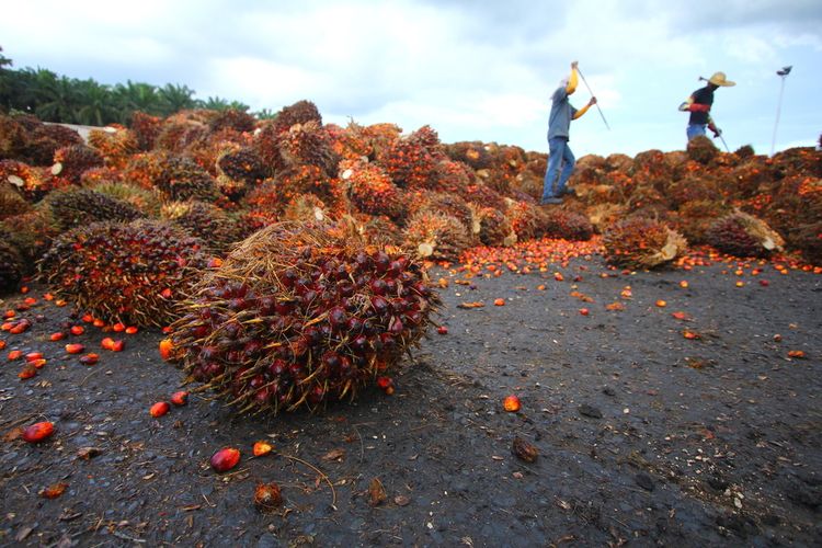 Petani Sawit Jaga Kondusifitas, Sampaikan 8 Usulan Strategis ke Pemerintah