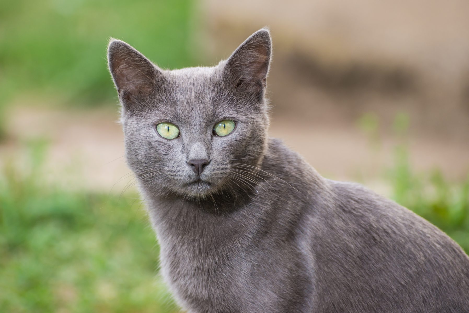 12 Gray Cat Breeds You Will Want to Snuggle ASAP