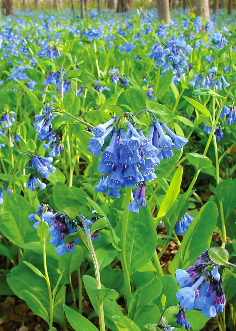 Virginia bluebells are a spring ephemeral that grows well in wooded areas.