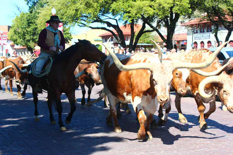 The Fort Worth Stockyards is a historic district located in the heart of one of the largest cities in Texas. Renowned for its cowboy heritage and vibrant Western atmosphere, the district was once the epicenter…