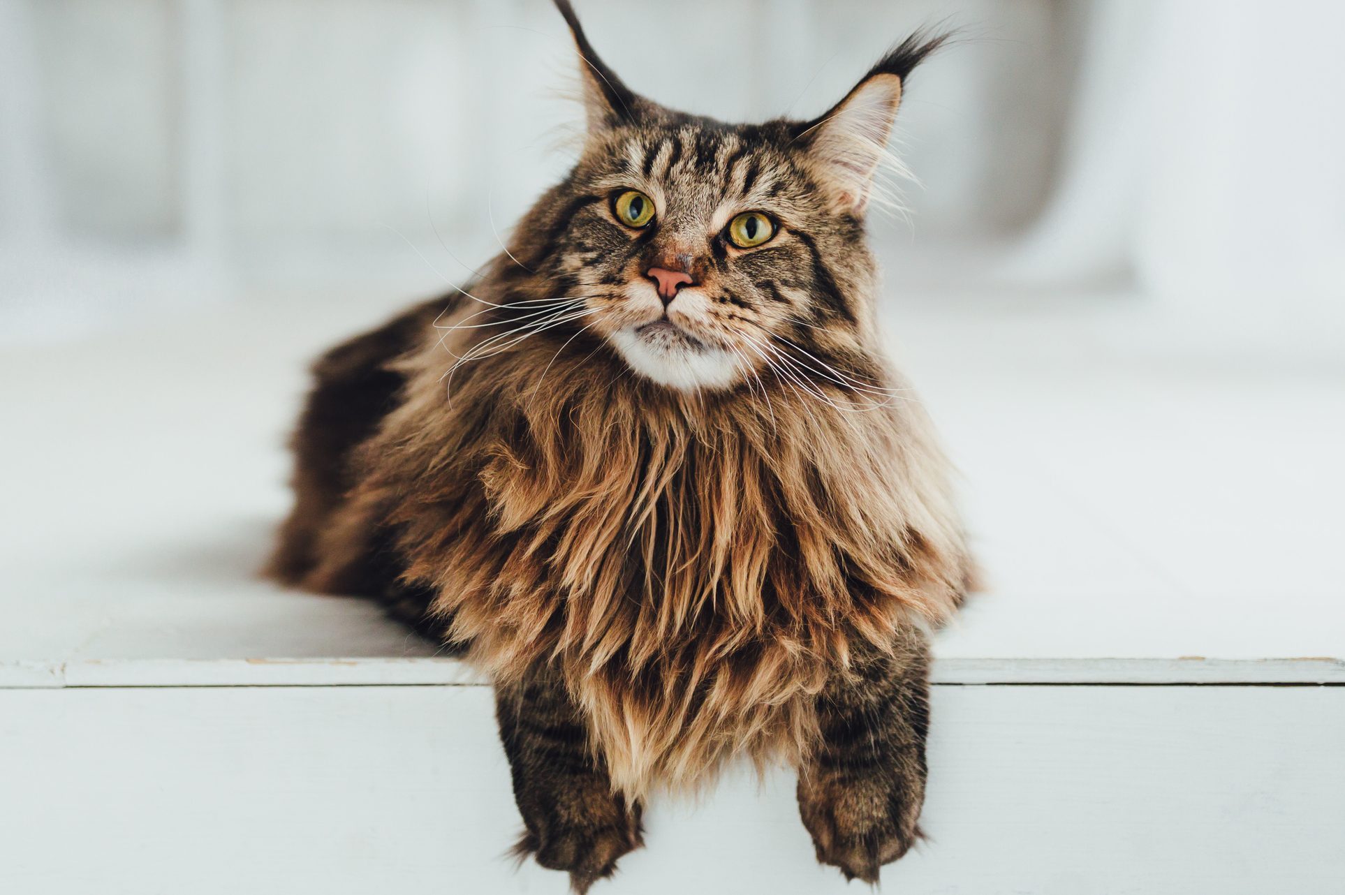 The 12 Most Expensive Cat Breeds Money Can Buy