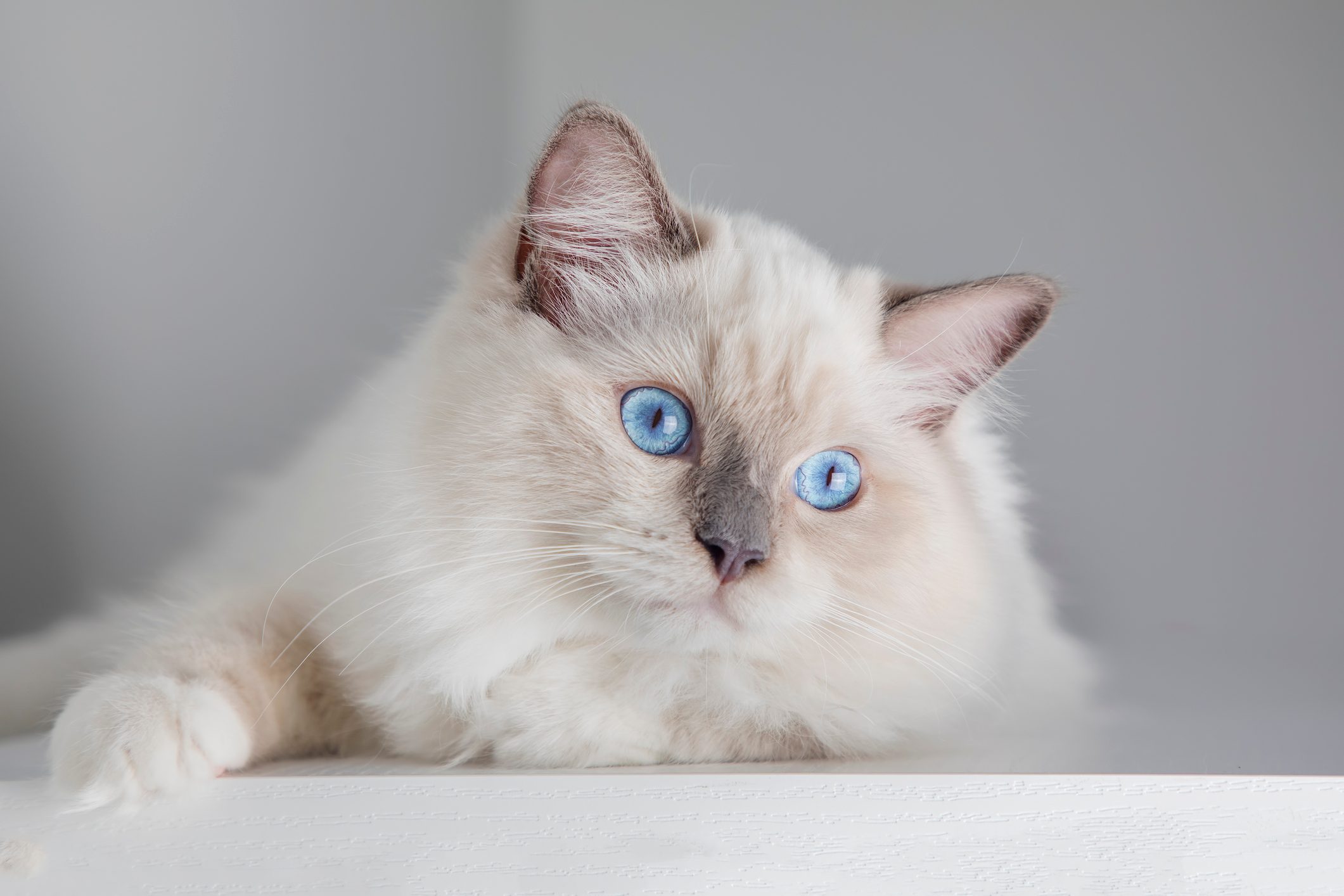 The 12 Most Expensive Cat Breeds Money Can Buy