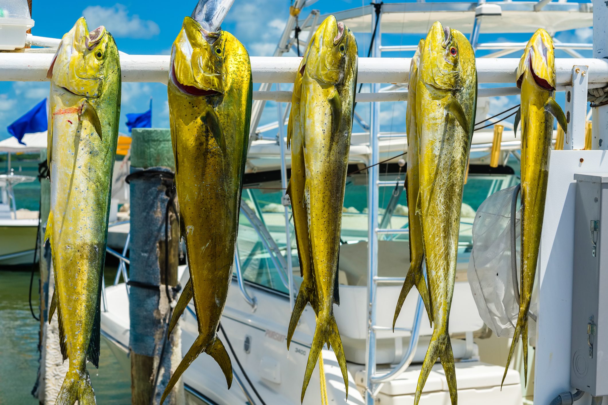<p><strong>Mile marker:</strong> 90–63</p> <p>Next up en route from Key Largo to Key West is the fisherman's paradise known as Islamorada. Considered the Sport Fishing Capital of the World, it's where backcountry sport fishing and saltwater fly-fishing got their start. Countless seasoned boat captains are ready for hire to take you out to catch the wahoo, marlin, mahi-mahi and tuna that swim in these waters.</p> <p>There's an even quirkier way to interact with fish here: hand-feeding the tarpon off the docks of Robbie's Marina (MM 77.5). Since 1976, countless Keys visitors have stopped to feed them, and more than 100 kinds of fish gather at the docks for their daily snacks. Feeding the fishies there is so popular, it's been named the No. 1 activity in all the Florida Keys.</p> <p>Islamorada is also a terrific spot to kitesurf, stand-up paddleboard, <a href="https://www.rd.com/list/best-hiking-trails/" rel="noopener noreferrer">go for a hike</a> or take a bicycle ride. Stop by the Laura Quinn Wild Bird Sanctuary, where injured or displaced birdies now make their homes. Or visit the History of Diving Museum, which boasts one of the world's largest collections of diving helmets.</p> <p><strong>Best beach:</strong> Anne's Beach is popular with families (and dogs) because of its shallow waters and lack of waves. Take a walk along the boardwalk or enjoy a picnic at one of the covered tables.</p> <p><strong>Where to eat:</strong> For a quintessential casual Florida Keys meal, go to the Hungry Tarpon. If you want more elegant fare, make reservations at Chef Michael's for creatively inspired local dishes.</p> <p><strong>Where to stay:</strong> When it's time to lay your head for the night, check in to one of the new oceanfront suites at <a href="https://www.tripadvisor.com/Hotel_Review-g34346-d84610-Reviews-Cheeca_Lodge_Spa-Islamorada_Florida_Keys_Florida.html" rel="noopener noreferrer">Cheeca Lodge & Spa</a>, or your own cottage at <a href="https://www.tripadvisor.com/Hotel_Review-g34346-d113464-Reviews-The_Moorings_Village-Islamorada_Florida_Keys_Florida.html" rel="noopener">The Moorings Village & Spa</a>.</p> <p class="listicle-page__cta-button-shop"><a class="shop-btn" href="https://www.tripadvisor.com/Hotel_Review-g34346-d84610-Reviews-Cheeca_Lodge_Spa-Islamorada_Florida_Keys_Florida.html">Book Now</a></p>