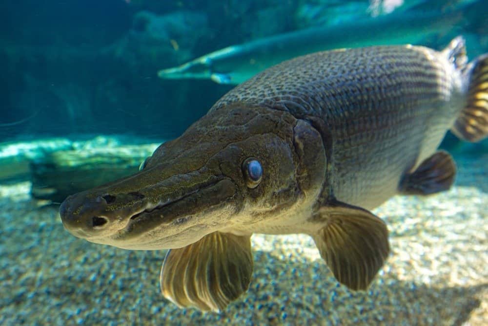 River Monsters: Meet the Biggest Fish in the Mississippi River