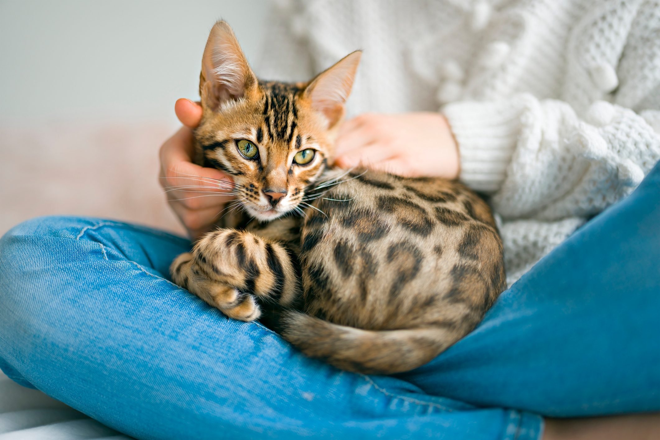 The 12 Most Expensive Cat Breeds Money Can Buy