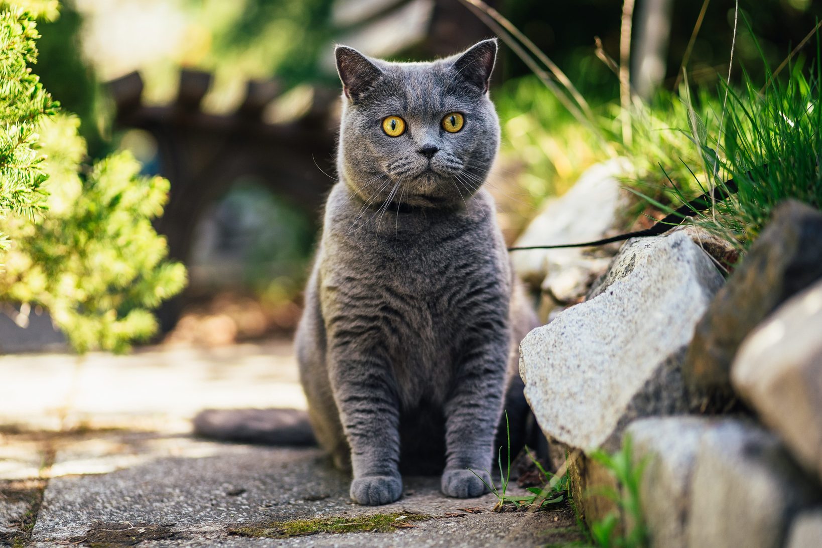 The 12 Most Expensive Cat Breeds Money Can Buy