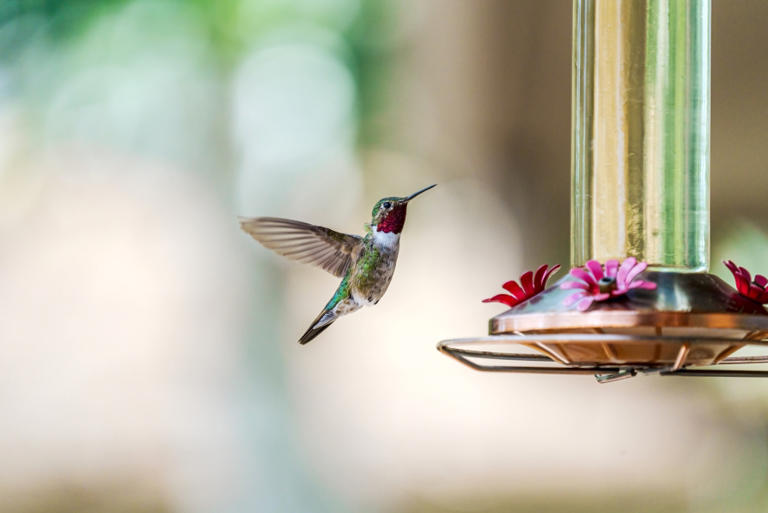 Interactive Map: Hummingbird migration is underway. Here’s what you can do to attract them