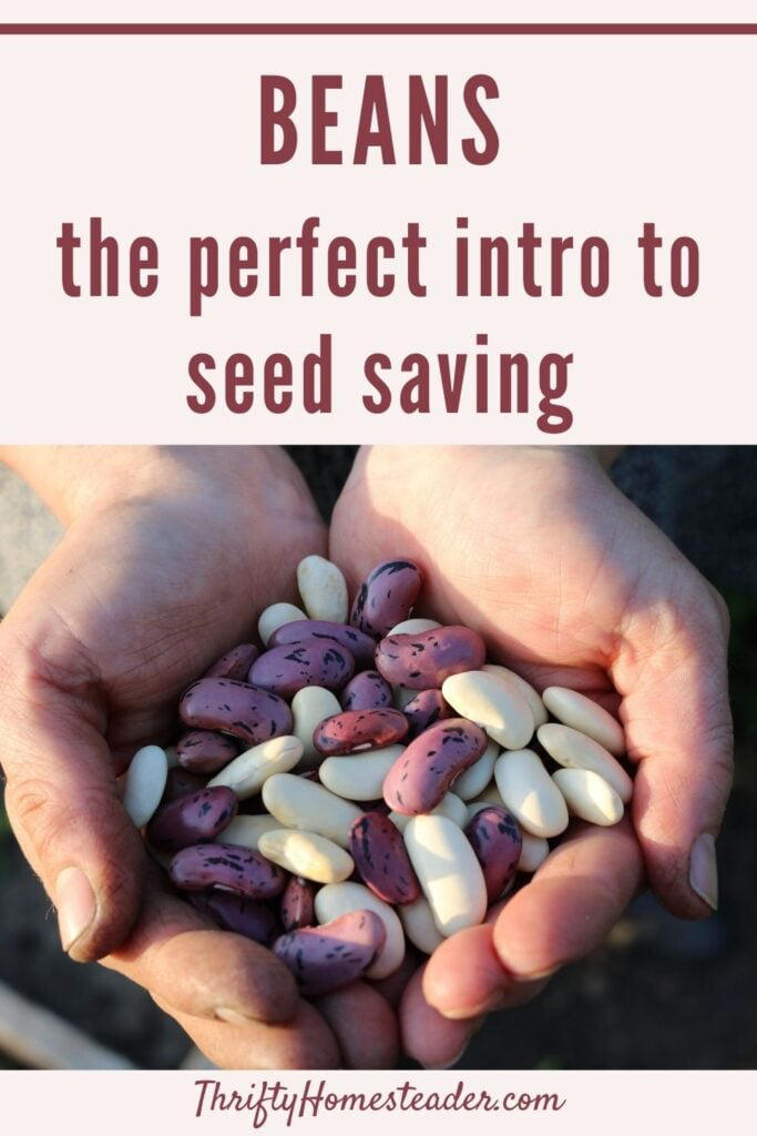 Saving Green Bean Seeds