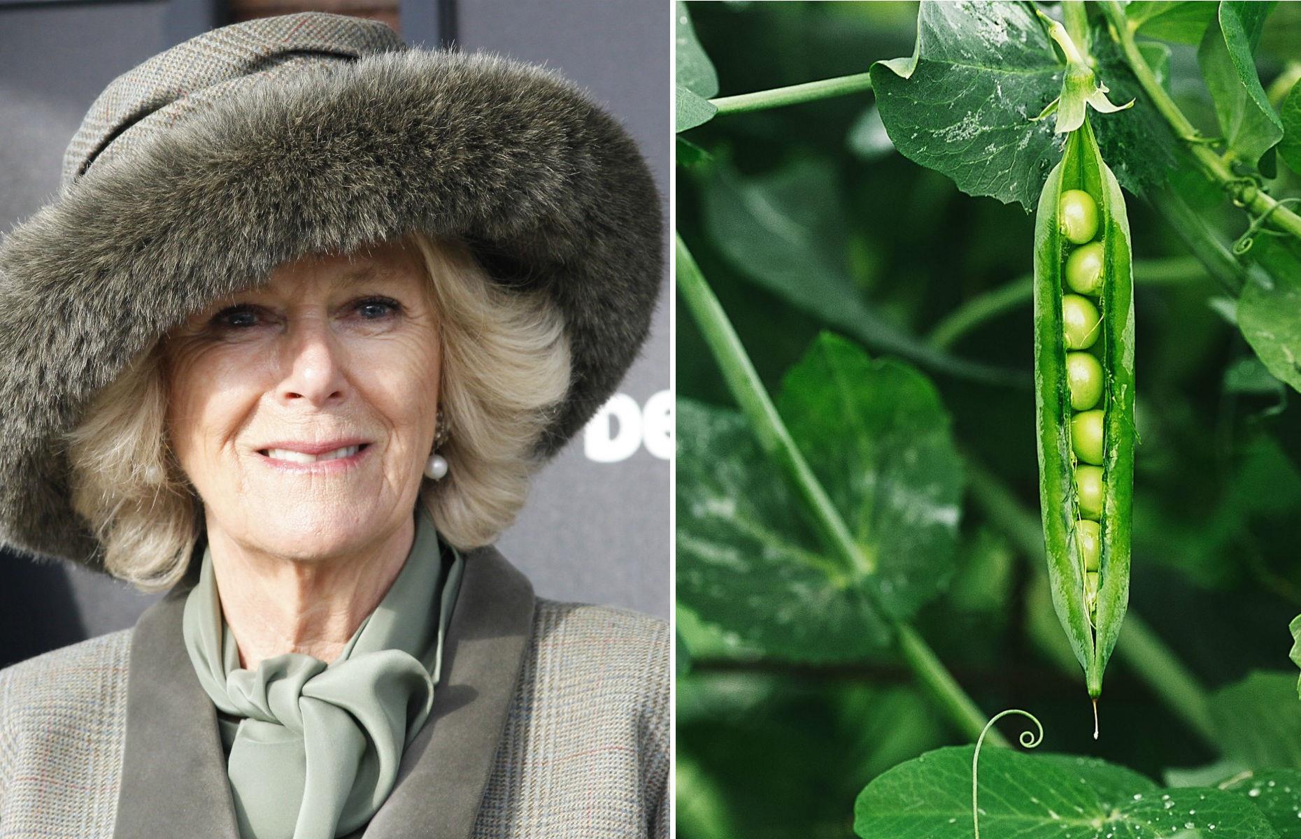 <p>Camilla has revealed an unusual penchant for raw peas. “I tell you what I really like – eating peas straight from the garden,” she told students during a visit to a school in Slough, Berkshire. “If you take them straight from the pod they are delicious and really sweet. I take all my grandchildren down to the garden and they spend hours and hours eating peas."</p>