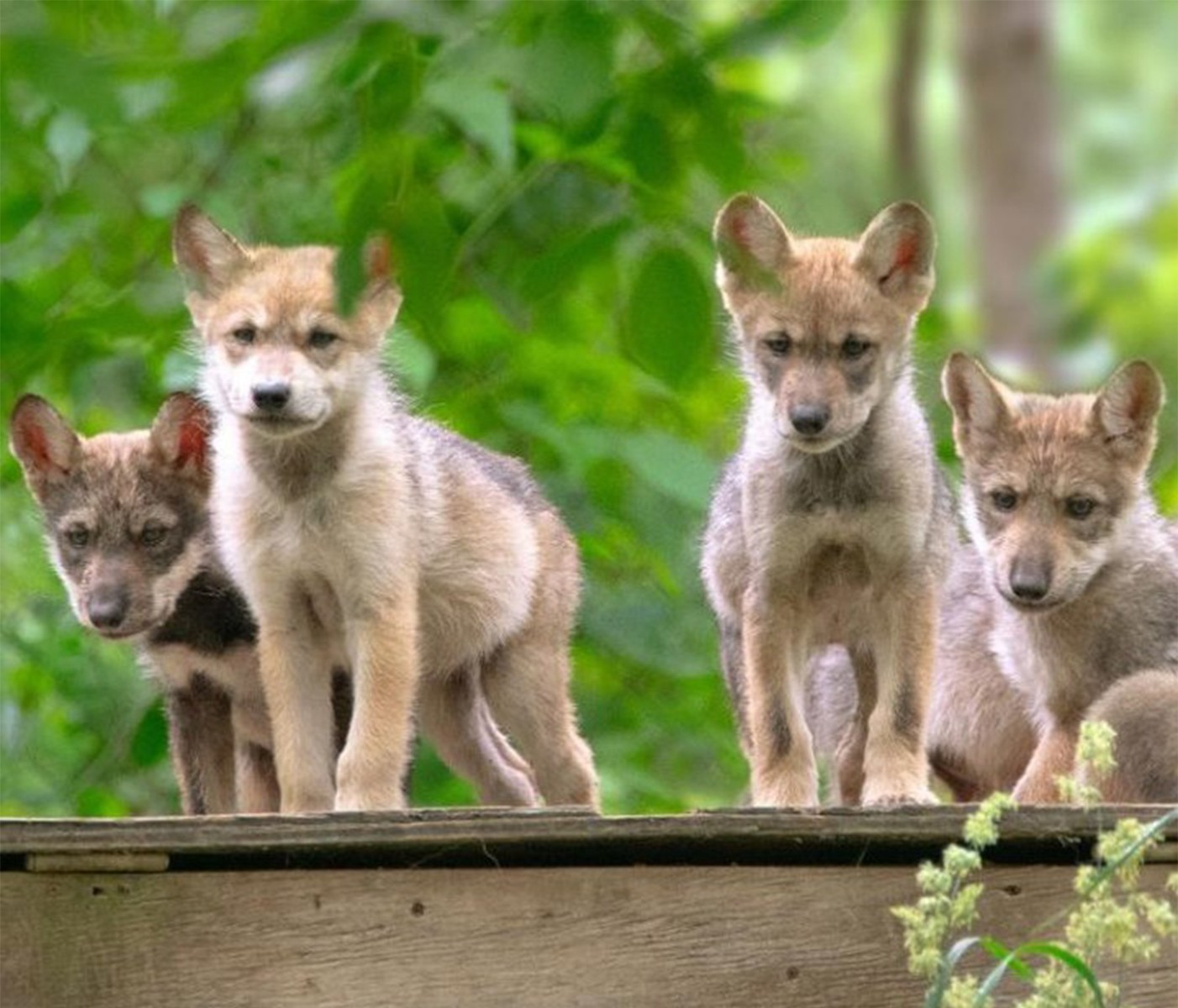 <p class="p1"><span>The <a href="https://www.endangeredwolfcenter.org/" rel="noreferrer noopener"><span>Endangered Wolf Center</span></a> in Eureka houses Mexican wolves, red wolves, maned wolves, as well as swift foxes, African painted dogs, and fennec foxes, all of which you’ll get a chance to see up close and personal through a tour of the facilities. The organization’s mission is to preserve and protect the wild canid species “with purpose and passion, through carefully managed breeding, reintroduction and inspiring education programs.”</span></p><p class="p3"><span><a href="https://www.instagram.com/p/B3M17YZjrTj/" rel="noreferrer noopener">See photo on Instagram</a></span></p>