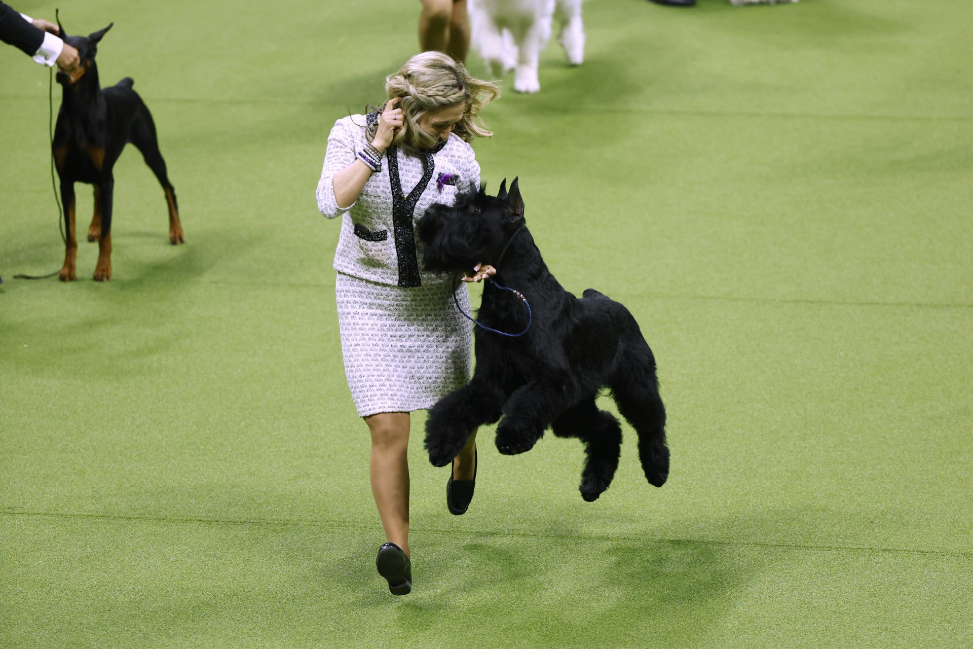 Buddy Holly wins top prize at Westminster Dog Show