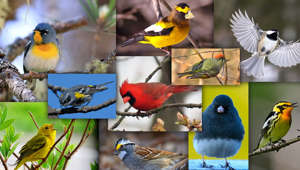 10 oiseaux « flyés » à voir ce printemps au Québec