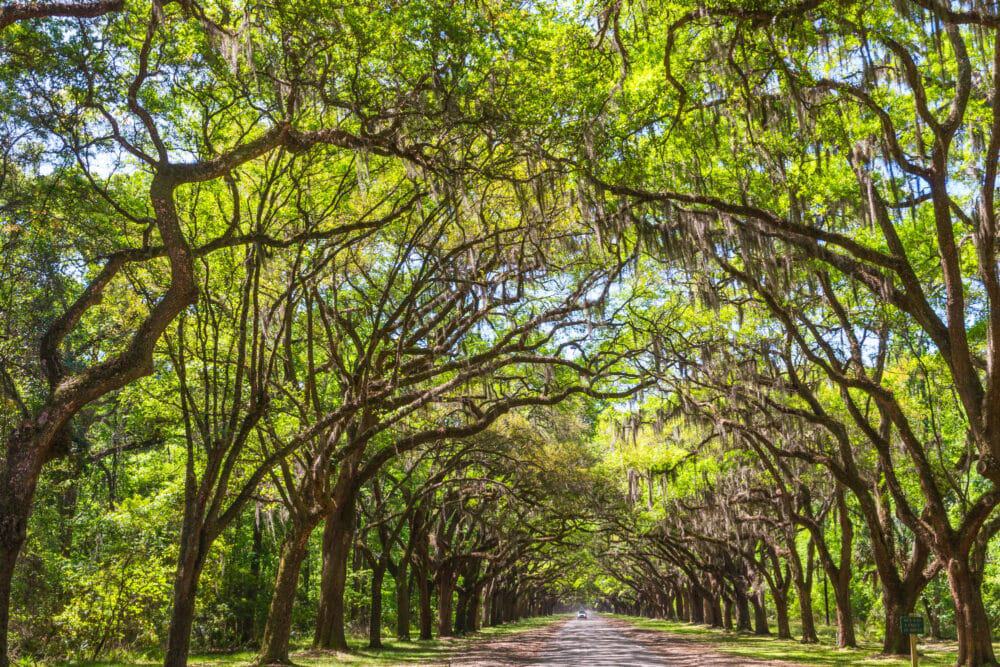 <p class="has-text-align-left"><em>Recommended by Yulia of MissTourist.com</em></p> <p>History lover or not, Wormslow Historic Site is adored by all who visit and is a must-stop during your trip to Savannah! The historic estate was originally owned by a carpenter named Noble Jones. Home to the oldest structure still standing in Savannah today, the estate, as well as the ruins of Noble Jone's house, date back to 1745.</p> <p>With 500 acres to explore, either with a guided tour or a solo wander, there is certainly something here to suit every taste. The picturesque plantation is just begging to be the star of a photoshoot, and the forest welcomes you with miles of trails to walk and ponder. Don't miss the incredible views of the Isle of Hope, and be sure to check out the <a href="http://gastateparks.org/Wormsloe" rel="nofollow noopener">official website </a>to see if any special events are happening during your visit.</p> <p>What's more, Wormslow Historic Site couldn't be any more convenient to access. Jump in the car, and within 15 mins from your <a href="https://misstourist.com/where-to-stay-in-savannah-ga-usa/" rel="noopener">hotel in Savannah</a>, the prestigious gates will be waiting to welcome you with open arms. Entry costs $10 for adults and is open daily from 9 am-5 pm.</p>