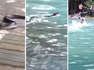 Turister flyr i panik när enorm pytonorm slingrar ner i poolen