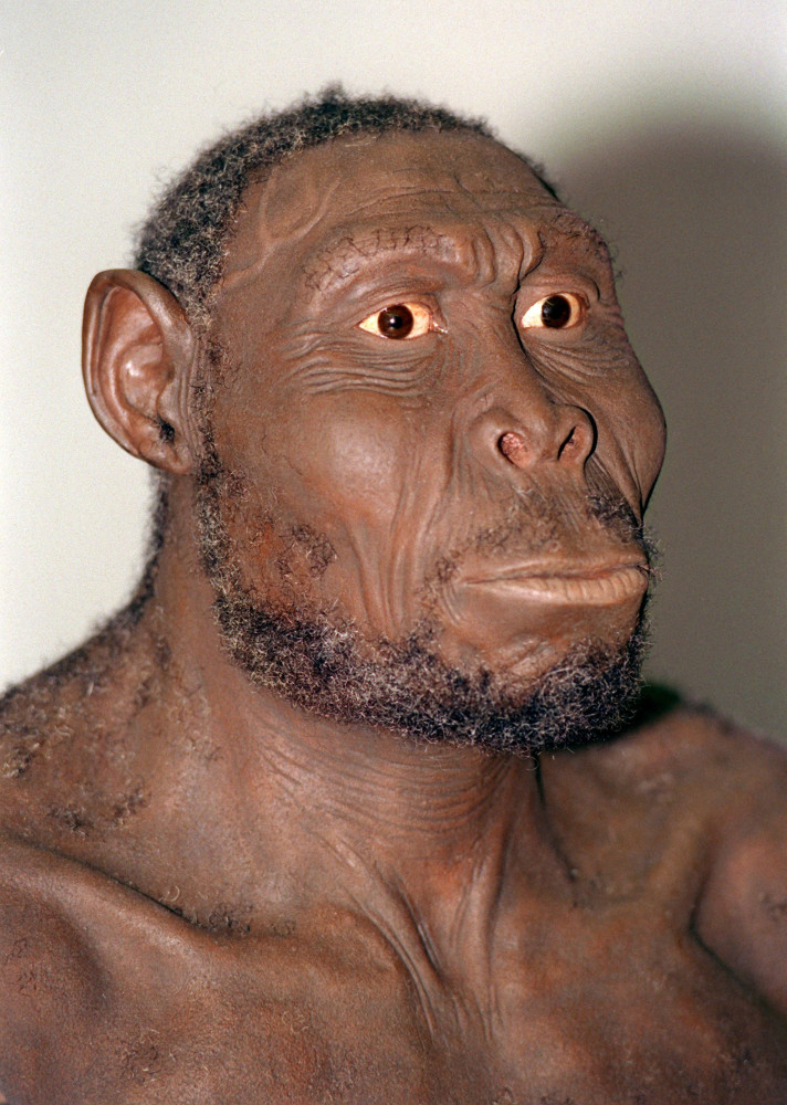 Extinct human species: how different were they from us?