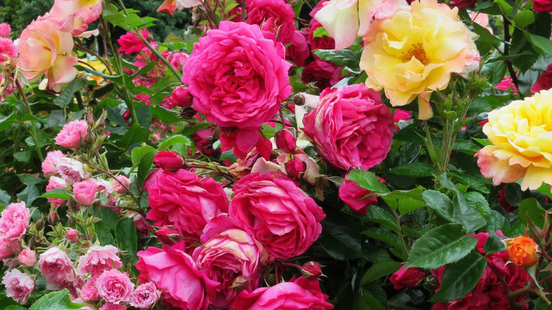 Plants That You Won't Want In Your Rose Garden