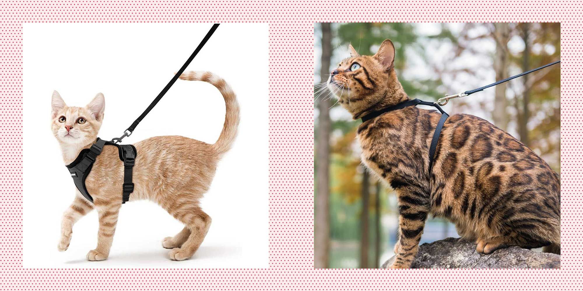 The Best Cat Harnesses for Your Adventure Cat in Training
