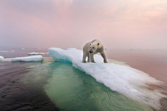 A polar bear on one of the last shards of ice in Hudson Bay. Paul Souders / Getty Images