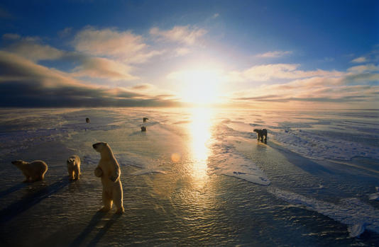 Bears walking on the ice flats outside the town of Churchill, Canada. Johnny Johnson / Getty Images