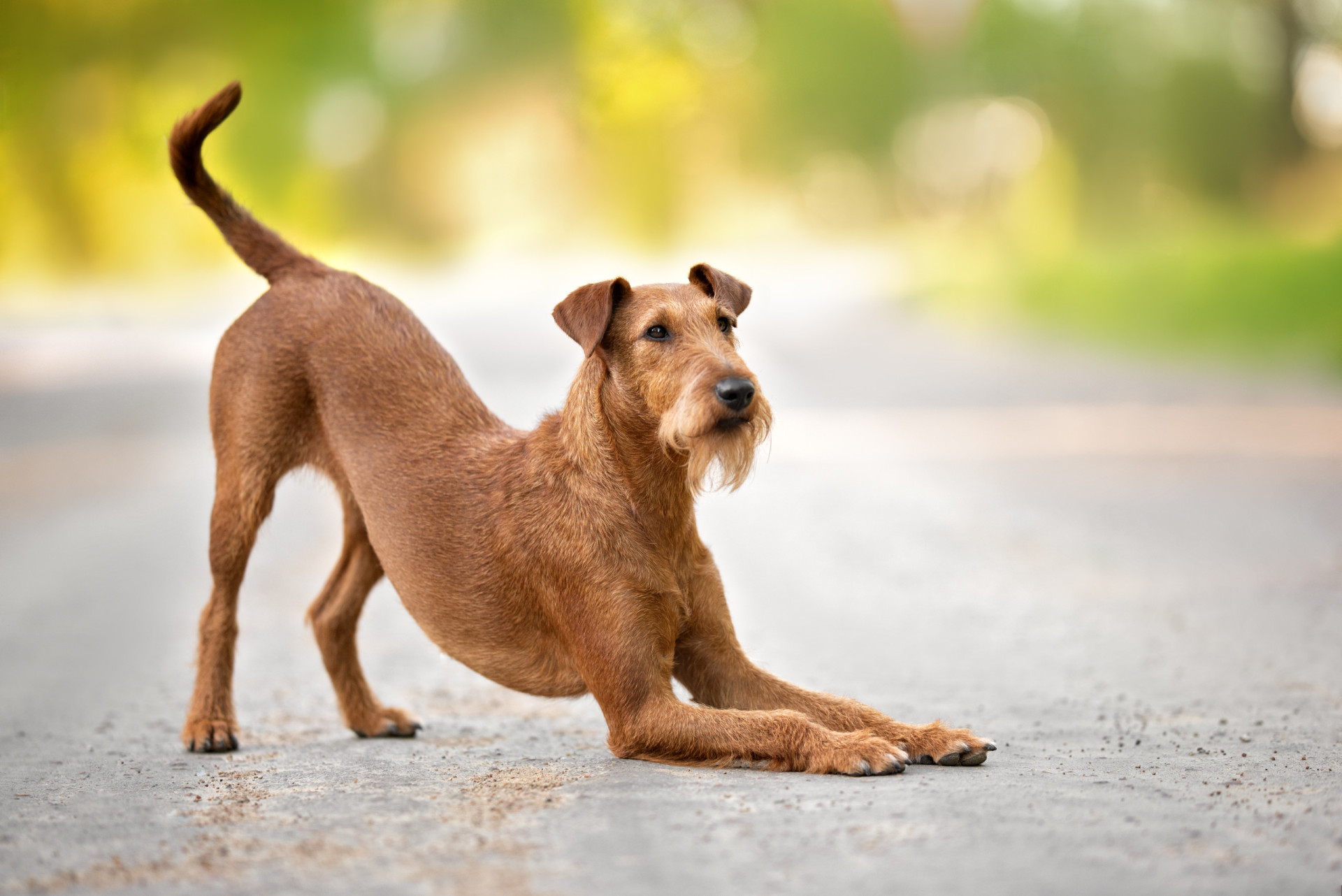 Apprenez ces tours amusants à votre chien