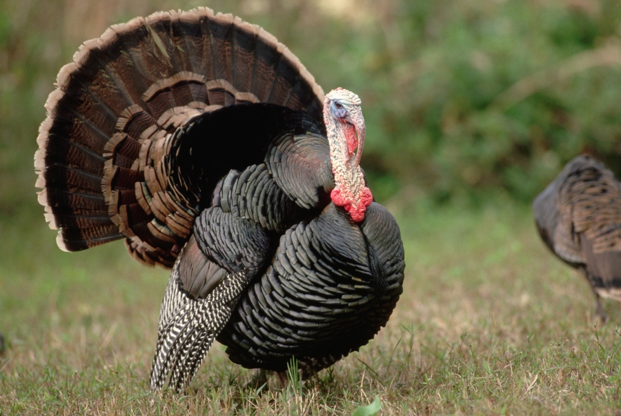 Young turkey hunters in Illinois set record