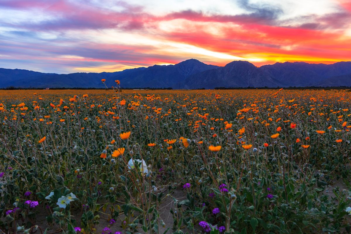 Borrego Springs