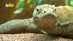 Huge Komodo Dragon Adjusts to New Surroundings at London Zoo