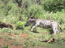 Zebra brincalhona se diverte perseguindo mãe e bebê javali na Tanzânia