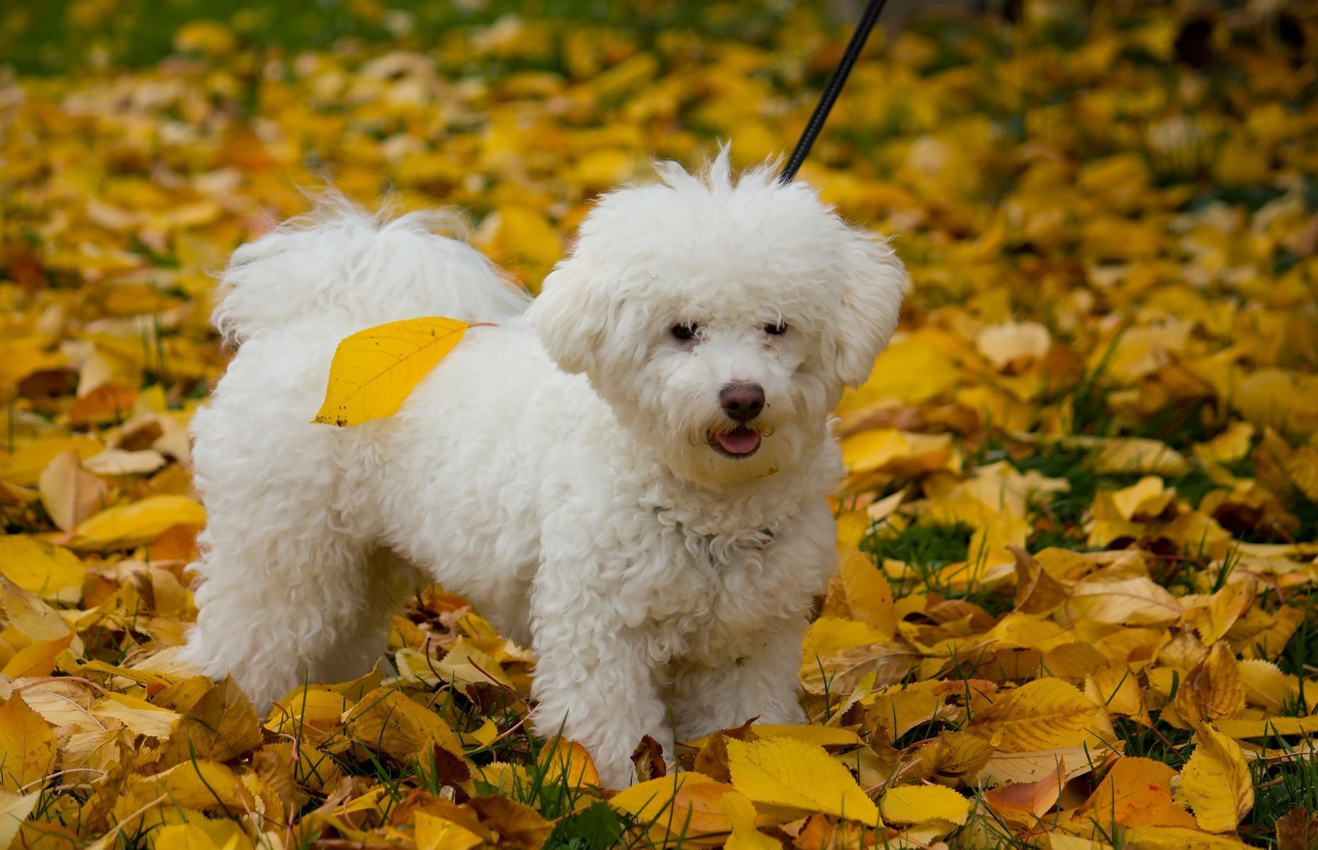 Bolognese Dog Breed Information, Pictures