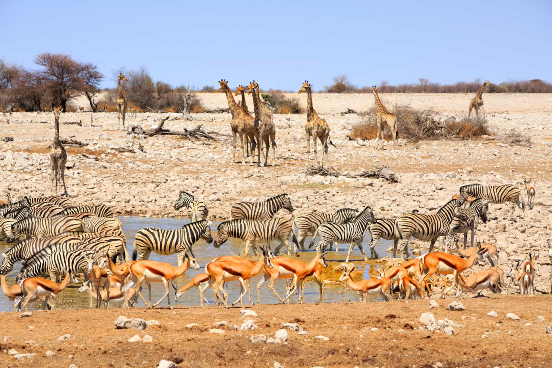 À la découverte des safaris africains d'exception