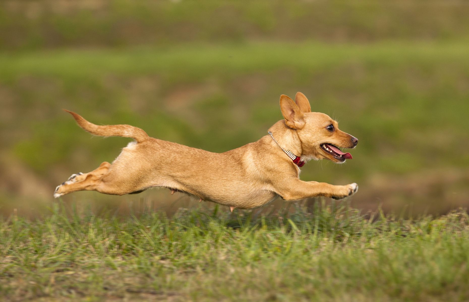 The 20 rarest dog breeds