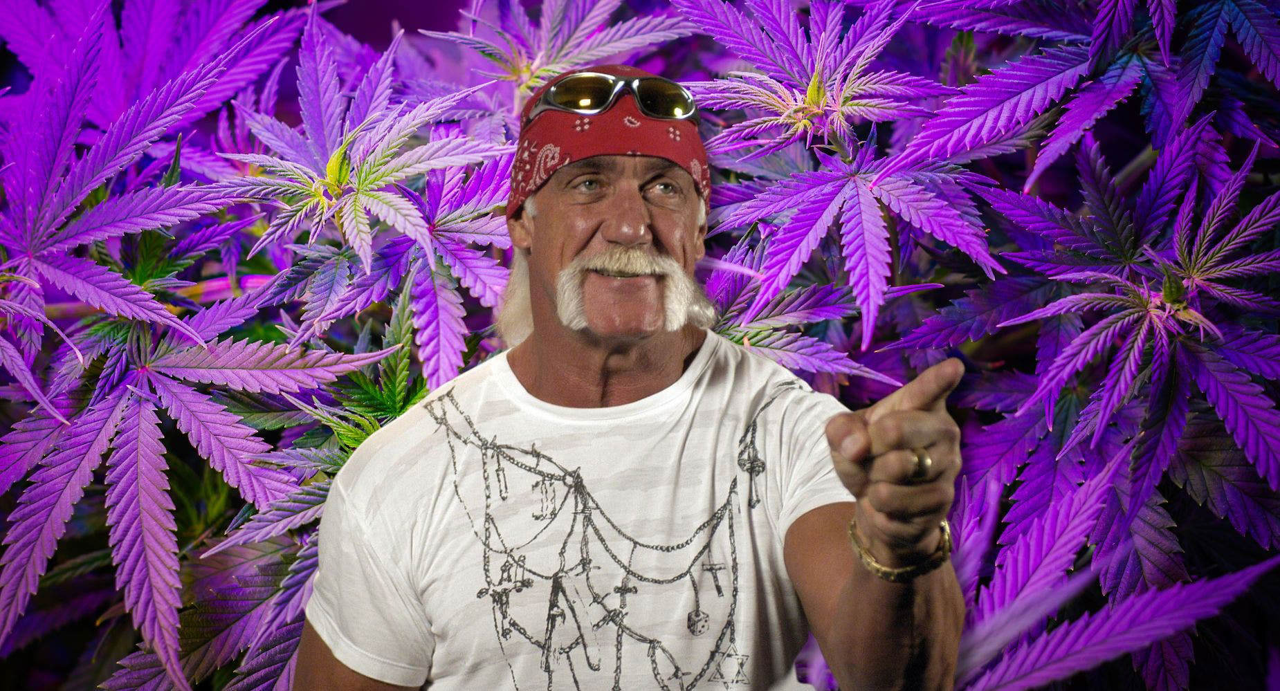 El Legendario Luchador Hulk Hogan Lanzará su Marca de THC y CBD ...
