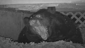 Un oso ataca a dos niños frente a su casa en Pensilvania
